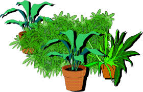 Plants